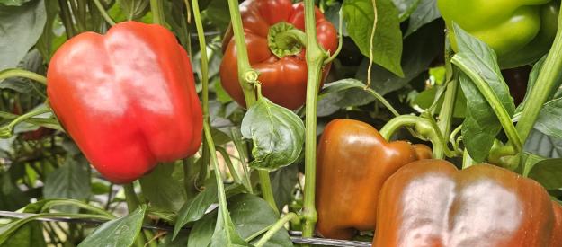 Pimiento BR0058