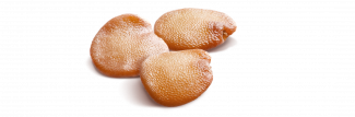 SEMILLA
