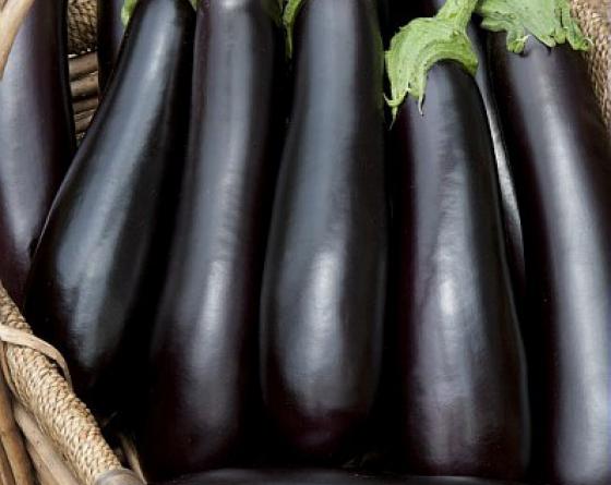 Comprar Semillas de Berenjena larga negra (solanum melongena)